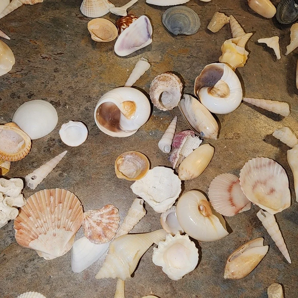 Beautiful Sea Shells Lot- Some Unique & Rare Shark teeth Aquarium Nautical Decor